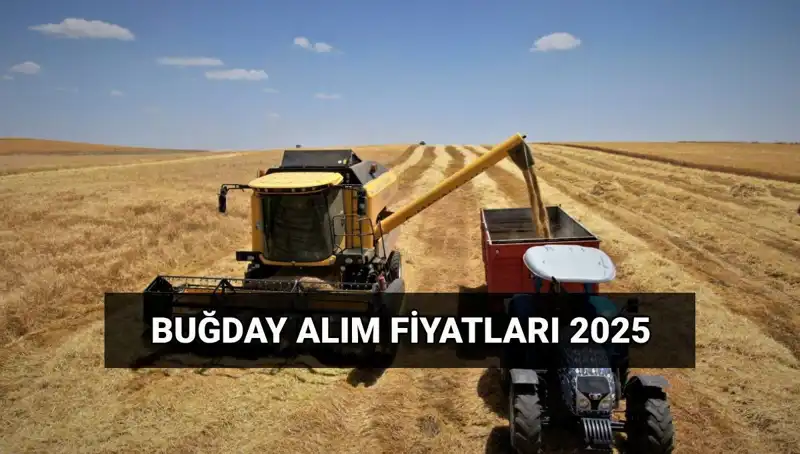TMO 2025 Buğday Alım Fiyatlarını Açıkladı: Zamlar Ne Zaman Hesaplara Gelecek?