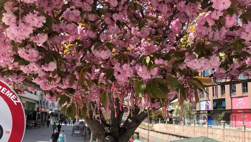 Süs Erik Ağaçlarına Mistik Martenitsa: Gelenek ve Doğa Bir Arada
