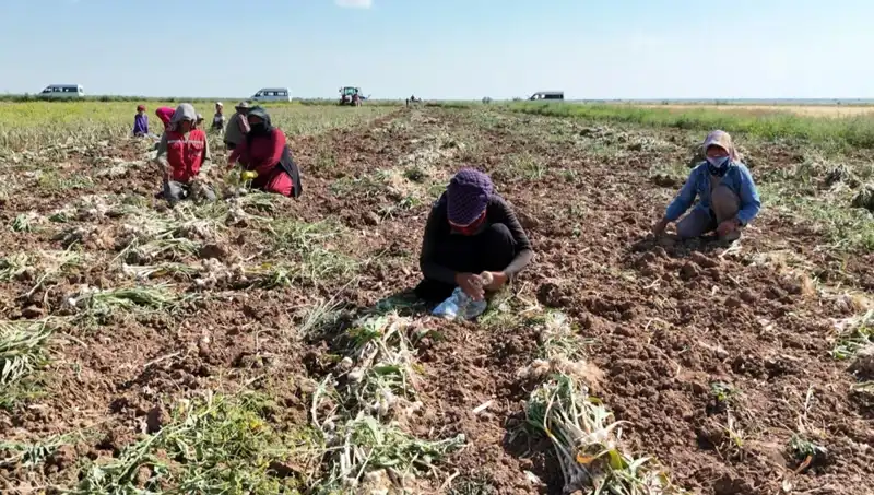 Rusya, Almanya ve İspanya'dan Gelen Antibiyotik Hasadı: Ne Bekleniyor?