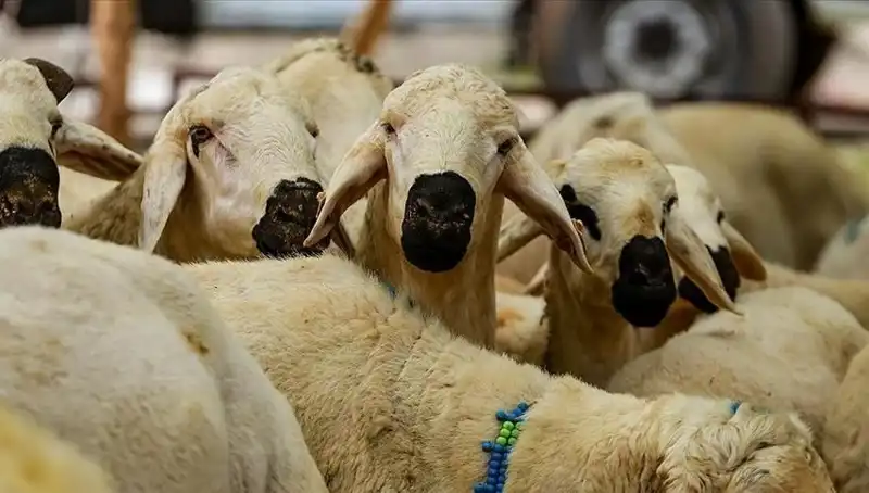 Kurban Bayramı 2025: Kurban Kesmek Farz mı? Merak Edilen Sorular