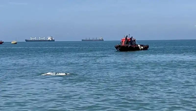 Denizin Ortasında Angus Şaşkınlığı: 500 Kiloluk İnek Nasıl Yüzmeye Başladı?