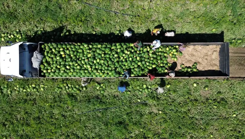 Bafra Ovası'nda 94 Bin 500 Ton Karpuz Rekoltesi Umut Vadediyor