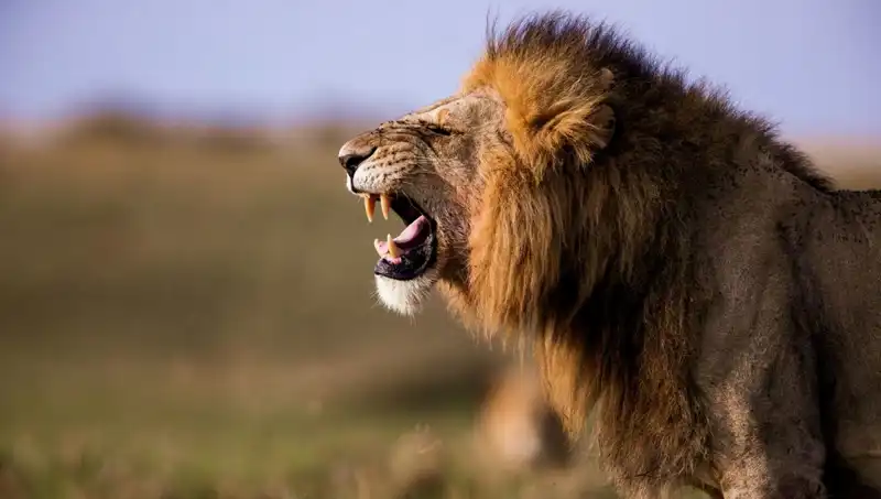 14 Yaşındaki Kız Aslan Saldırısında Hayatını Kaybetti: Detaylar Şok Edici!