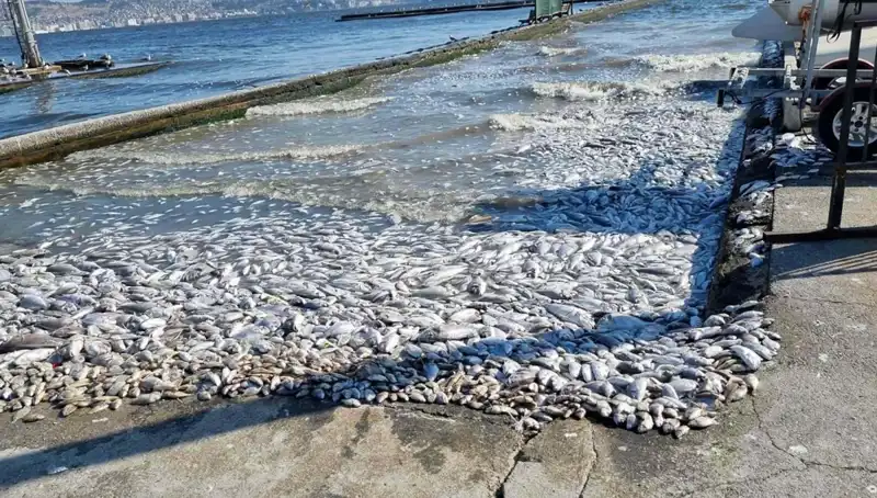İzmir Körfezi'nde Temizlik Seferberliği: Gelecek İçin Umut Var!