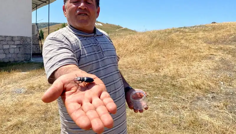 Sivas'ta Görülen Büyüleyici Böceğe Dikkat: Cezası 557 Bin TL!