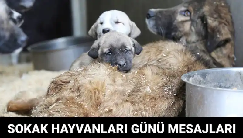 Dünya Sokak Hayvanları Günü: Yürekleri Isıtan Mesajlar ve Bilinçlendirme