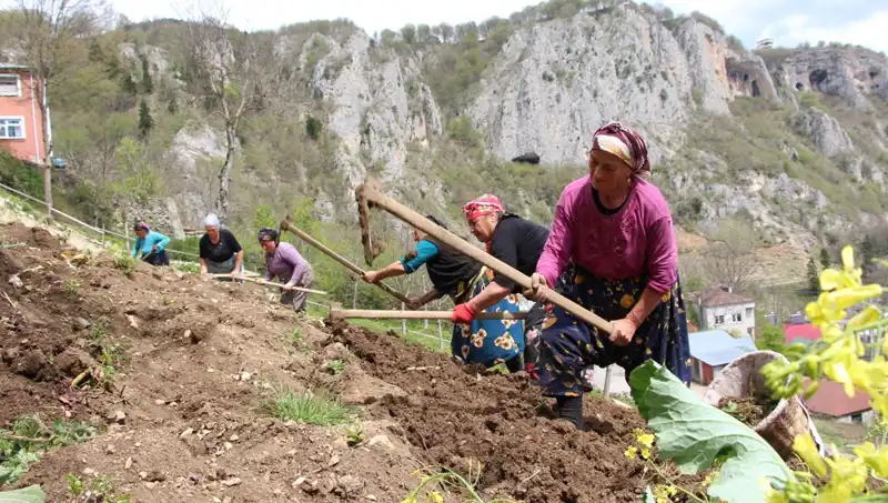 Zorlu Mesai: Sırtlarındaki Sepetlerle Çiftçilerin Kazma Mücadelesi