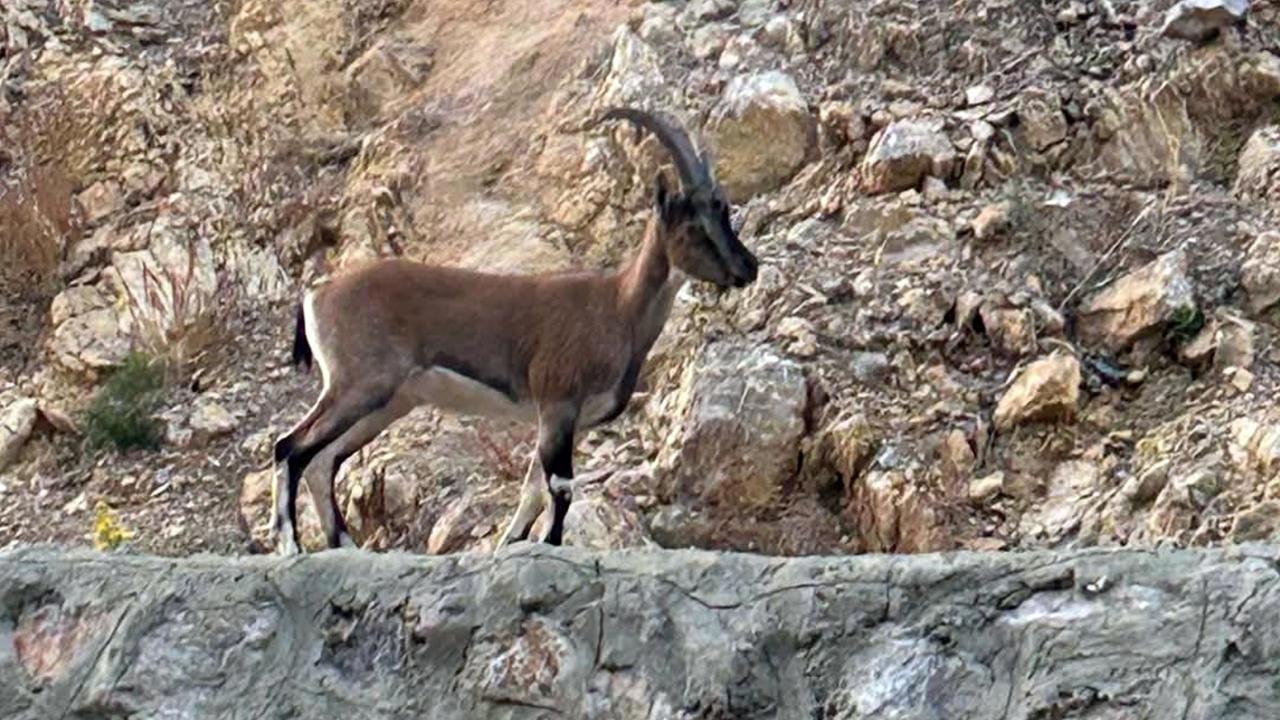 Yaban Keçisini Avlayan Kişiye Tarihi Ceza