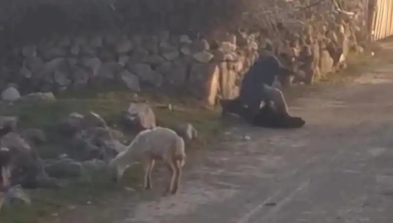 Koyuna Eziyet Eden Şahıs Adalete Teslim Edildi!