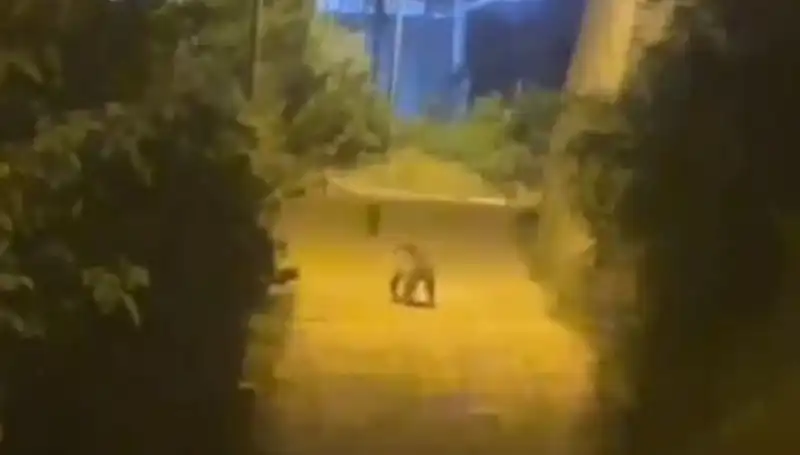 Gümüşhane'de Merkezde Görülen Ayı İle İlgili Açıklama Yapıldı