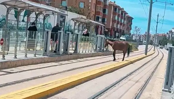 Eskişehir Tramvay Raylarında Başbaşıboş At: Shok Edici Gözlemler!