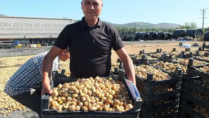 Balıkesir’de Hasat Zamanı: Çin ve Rusya'ya İhraç Edilen Lezzetler
