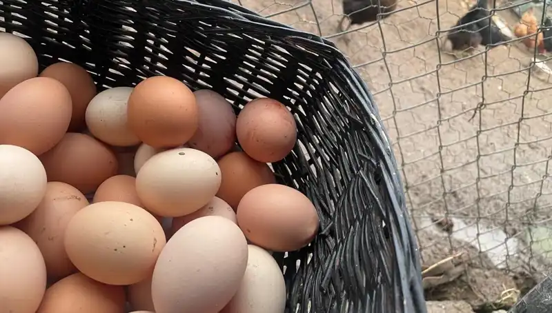 Okulların Açılmasıyla Birlikte En Uygun Protein Kaynağı: Söz konusu "Mayıs Çukuru"