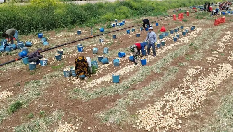 Soğan Hasadı Başladı: Fiyatlar Düşüşte, Pazar Ne Durumda?