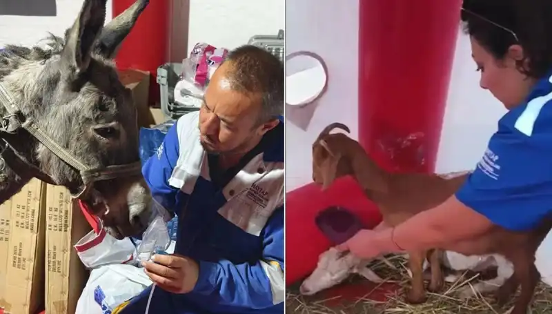 Eşeğe Yangın sonrası Uygulanan Oksijen Maskeli Tedavi Dikkat Çekti