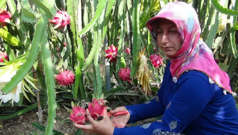 Emekli Olduktan Sonra Pitaya Üretimine Yönelen Girişimci: Kilosu 200 TL!