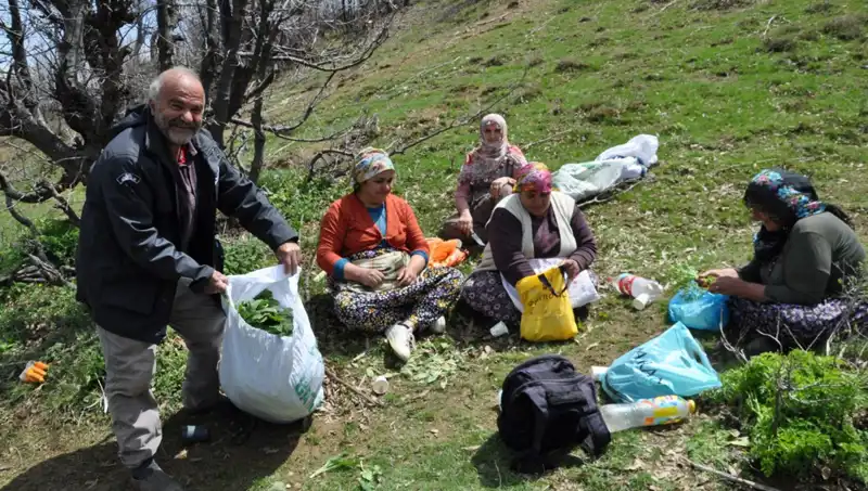 Mersin'de Yürüyerek Toplanıyor: Kilosu 250 Lira Olan Bitki Ailesi Geçindiriyor