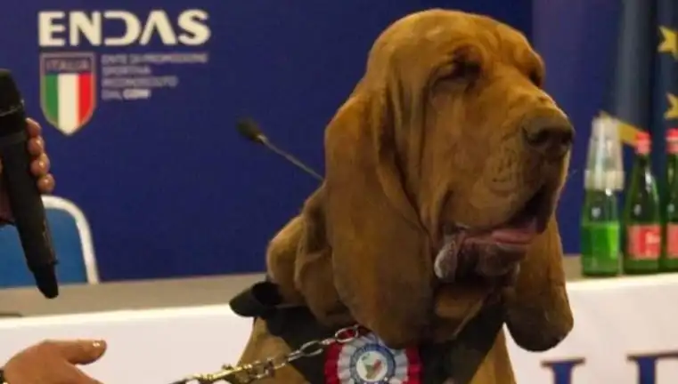 Arama Köpeğine Düzenlenen Çivili Sosisli Suikast Şok Etti