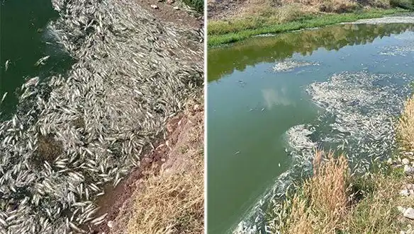 Karasu Çayı'nda Sıra Dışı Balık Ölümleri: Nedenleri Araştırılıyor
