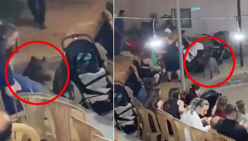 Düğün Töreninde Görülen Yaban Domuzu Şehri Karıştırdı!