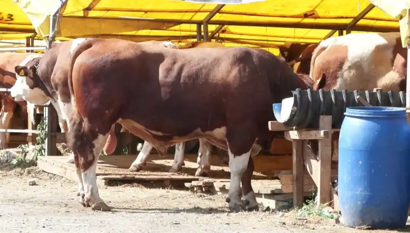 Kurban Pazarları Hurda Satışlarından Bayram Coşkusuna Dönüşüyor