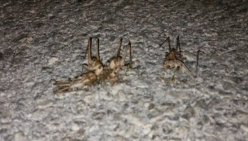 Yüzlerce Çekirge Şehrin Üzerine Üşüşünce Panik Yaşandı