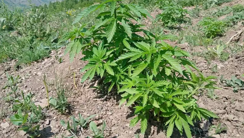 Bingöl'de Eş Zamanlı Operasyon: Kenevir ve Kaçak Tütün Ele Geçirildi