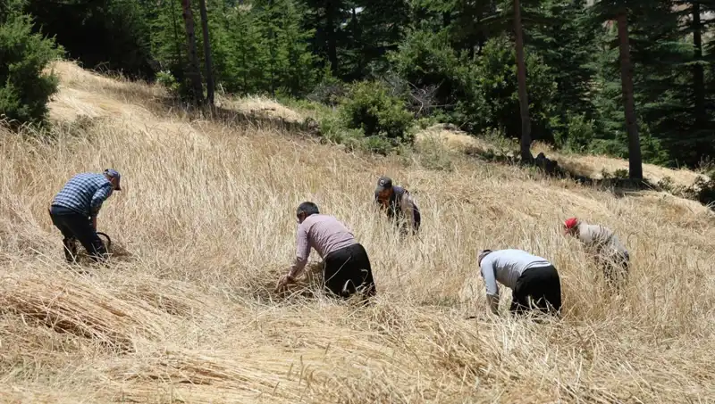 Teknolojinin Unutulduğu Tarım: Ellik ve Orakla Hasat Dönemi