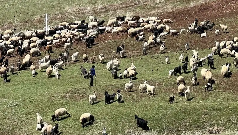 Çoban Krizi Büyüyor: Yüksek Maaşlara Rağmen Çiftçiler Neden İstemiyor?