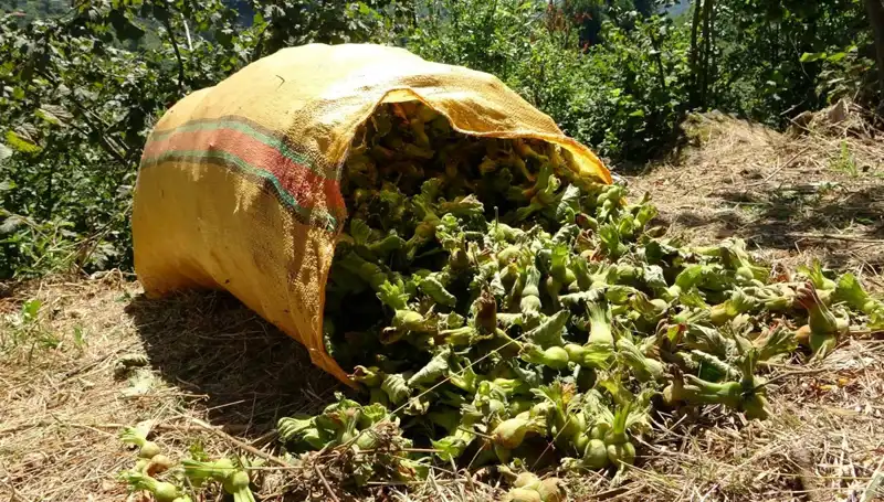 Giresun'da Fındık Hasadı Coşkuyla Başladı: Çiftçiler Umutlu Bekliyor