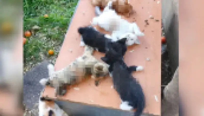 Bursa'da Yavru Kedi Katliamı: Sekiz Dik Durdu, Bir Gecede Hayatını Kaybetti