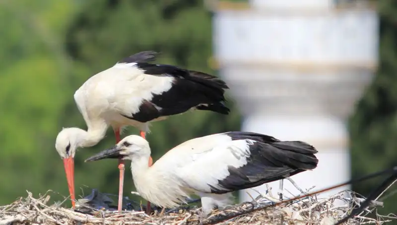 Leylek Köyü, Yaren Leyleği Kıskandıracak Bir Cennet!