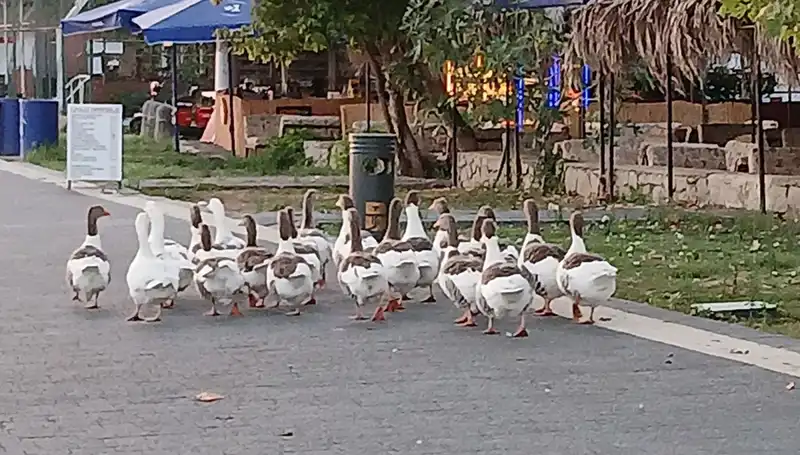 Kazların Ölümüne Neden Olan Deniz Serüveni: Gerçekler Ortaya Çıkıyor