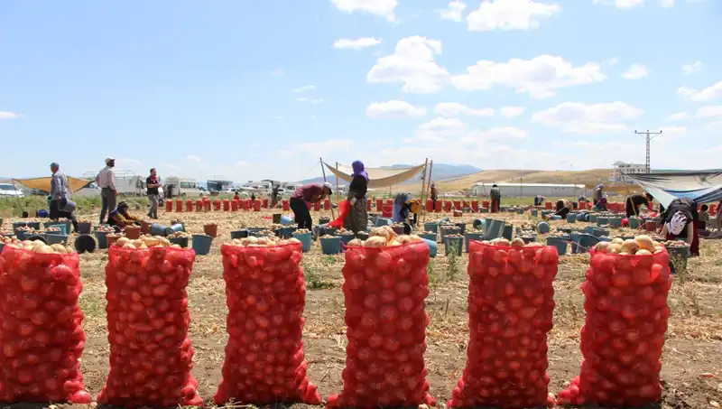 Amasya Elması Avrupa ve Rusya Pazarında Kendine Yer Buluyor