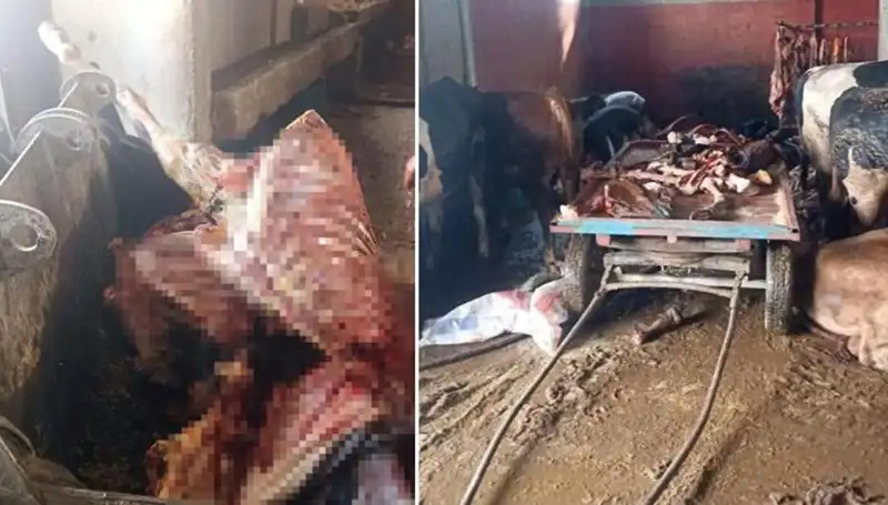 Adana'da 2,5 Ton At Eti İle 4 Atın Hayatı Kurtarıldı