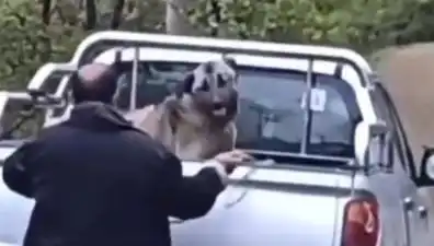 Trabzon’da Bir Köpeği Halatla Döven Kişiyi Görenler Şoke Oldu