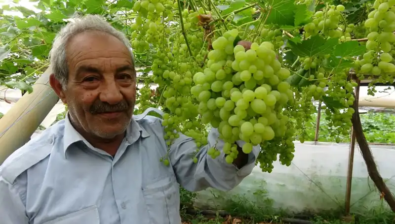 Zirai Don Etkisi: Meyve Fiyatları Rekor Seviyeye Ulaştı