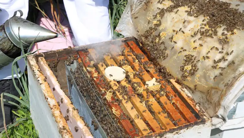 Yurt Dışına Bal Gönderen Genç Arıcı: Ata Mesleğini Yaşıyor