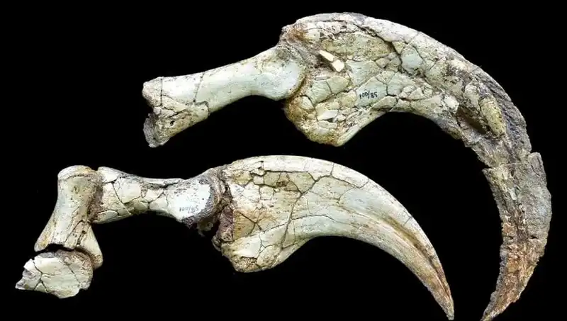 Gobi Çölü’nde İki Parmaklı Dinozor Türü Keşfedildi: Bilim Dünyasında Heyecan Yarattı
