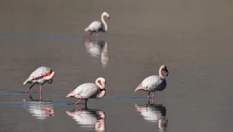 Kuraklık, Kuş Cenneti Flamingo Sayısını Tehdit Ediyor!
