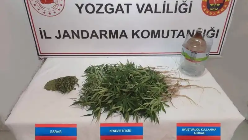 Yozgat'ta 40 Kök Kenevir Ele Geçirildi: Toplumda Tedirginlik Yaratan Olay